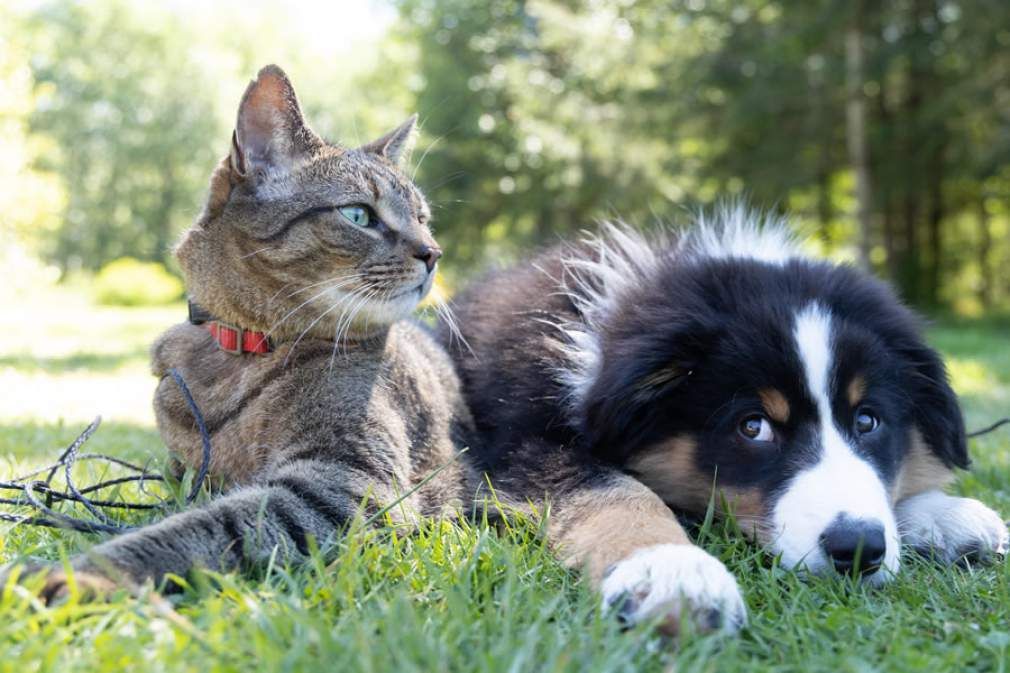 Pet Training