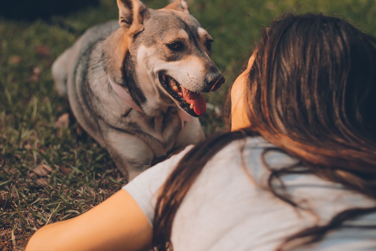 Healthy Pets
