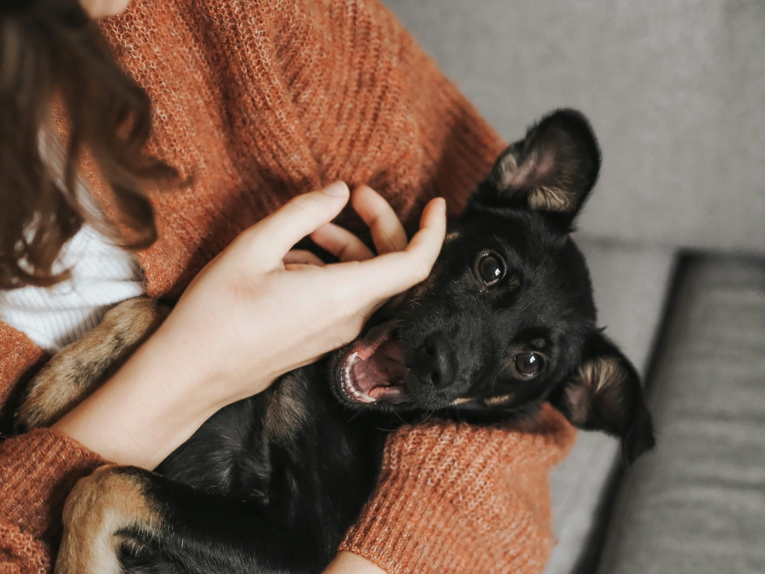 Pet training session?>