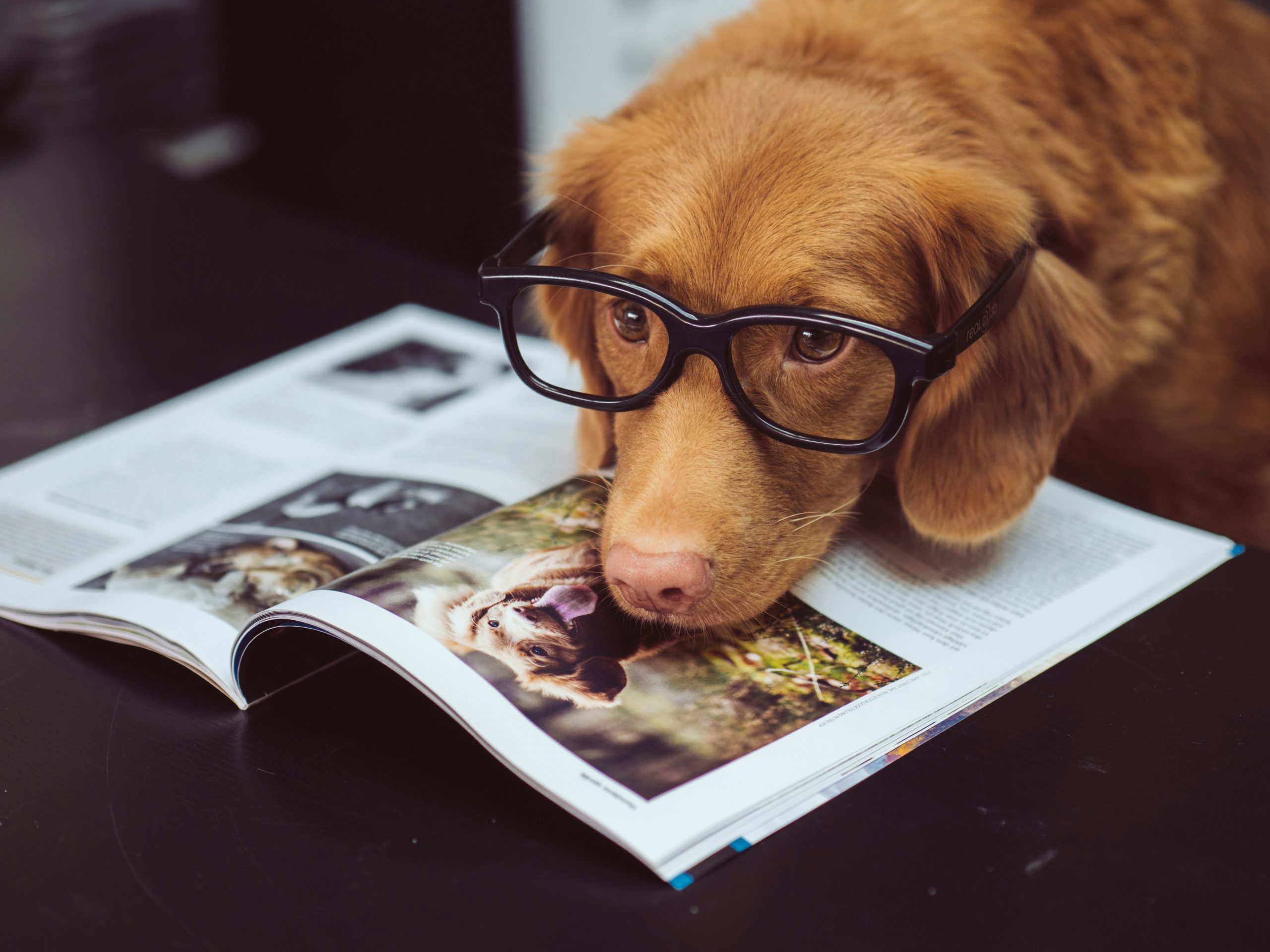 Pet nutrition guide?>